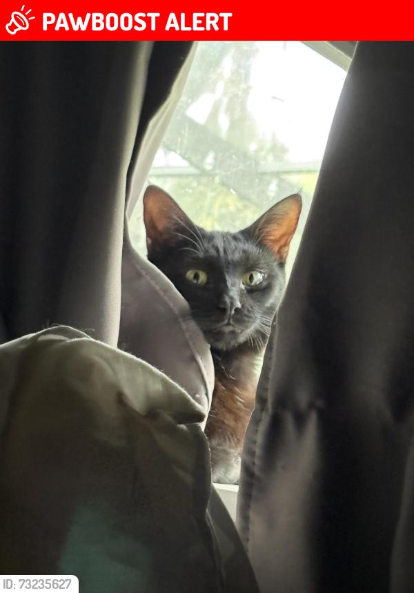 Lost Female Cat last seen 19th street Jax beach, Jacksonville Beach, FL 32250