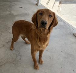 Found/Stray Female Dog last seen Del Rosa, San Bernardino, CA 92404