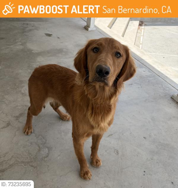 Found/Stray Female Dog last seen Del Rosa, San Bernardino, CA 92404