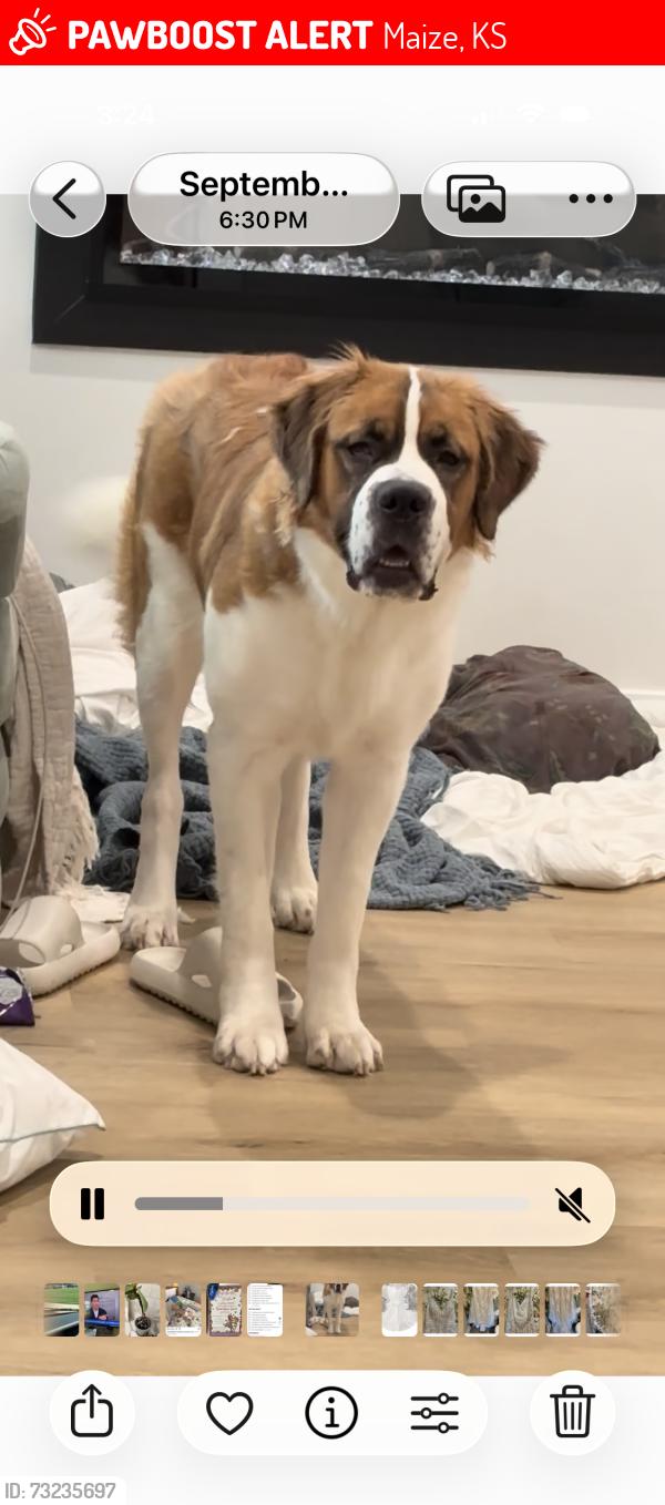 Lost Female Dog last seen 53rd and maize, Maize, KS 67101
