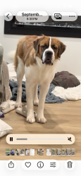 Lost Female Dog last seen 53rd and maize, Maize, KS 67101