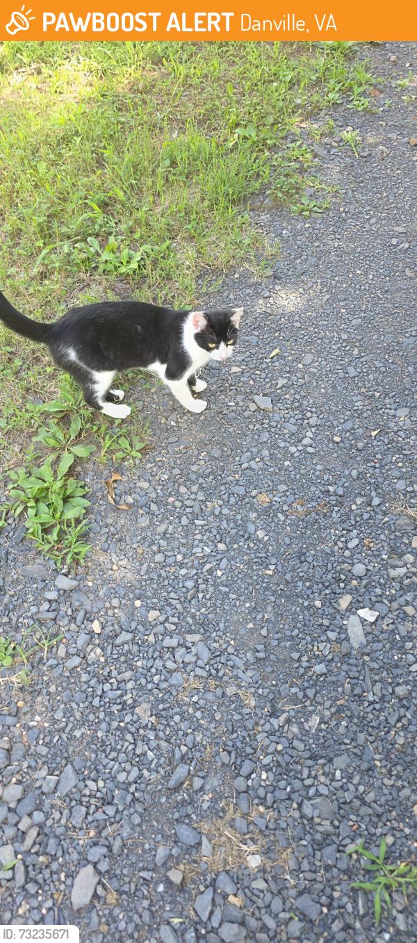 Found/Stray Female Cat last seen Mt Cross rd, Danville, VA 24541