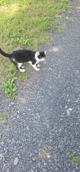 Found/Stray Female Cat last seen Mt Cross rd, Danville, VA 24541