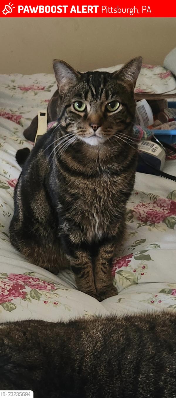 Lost Male Cat last seen Brighton Hts blvd, Pittsburgh, PA 15212