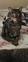 Lost Male Cat last seen Brighton Hts blvd, Pittsburgh, PA 15212