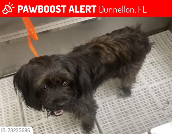 Lost Male Dog last seen 107th lane and 198, Dunnellon, FL 34432