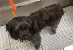 Lost Male Dog last seen 107th lane and 198, Dunnellon, FL 34432