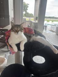 Lost Male Cat last seen Copper Canyon Rd, Lantana, TX 76226
