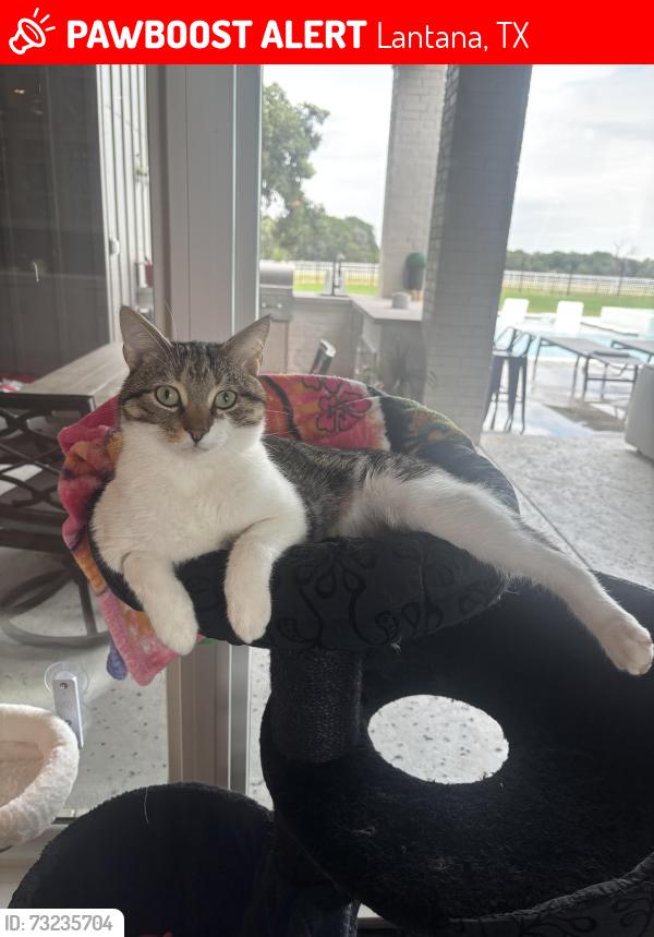 Lost Male Cat last seen Copper Canyon Rd, Lantana, TX 76226