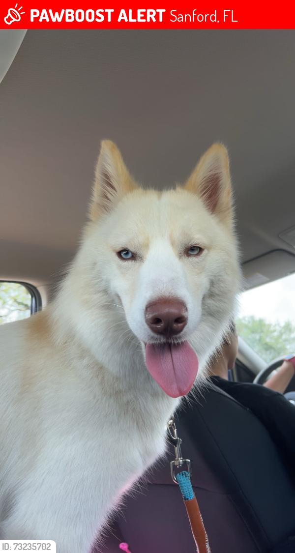Lost Male Dog last seen maybe downtown sanford not sure, Sanford, FL 32771