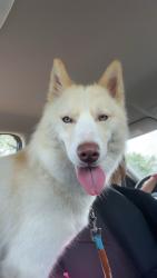 Lost Male Dog last seen maybe downtown sanford not sure, Sanford, FL 32771