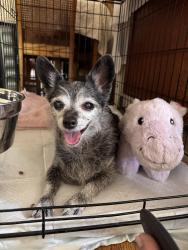 Found/Stray Female Dog last seen 6th Ave & 48th st., Los Angeles, CA 90043