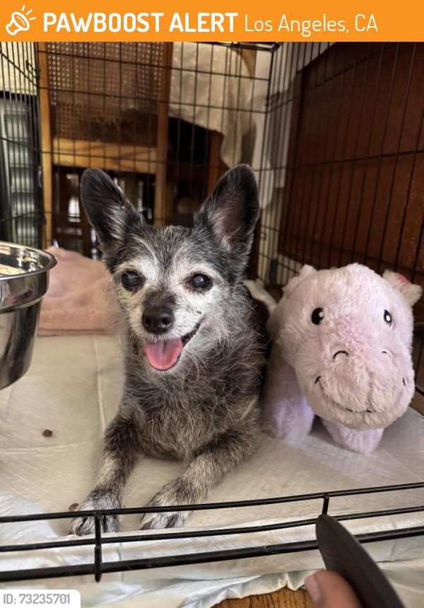 Found/Stray Female Dog last seen 6th Ave & 48th st., Los Angeles, CA 90043