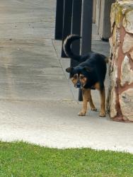 Found/Stray Male Dog last seen Near Plaza Bonita Mall, National City, CA 91950