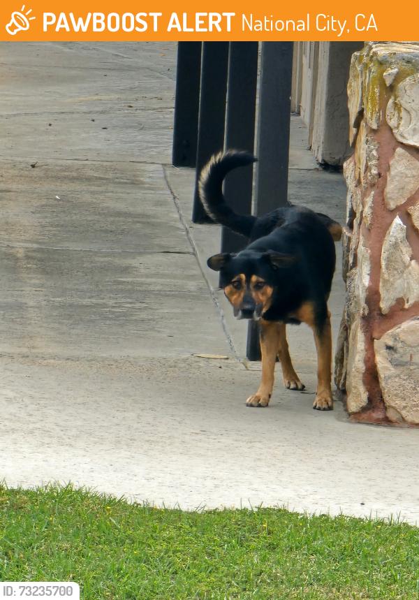 Found/Stray Male Dog last seen Near Plaza Bonita Mall, National City, CA 91950