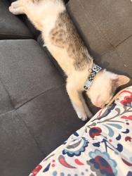 Reunited Male Cat last seen Near s 19th street, Philadelphia, PA 19146