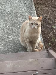 Found/Stray Male Cat last seen 162nd and Henderson wsy, Portland, OR 97236
