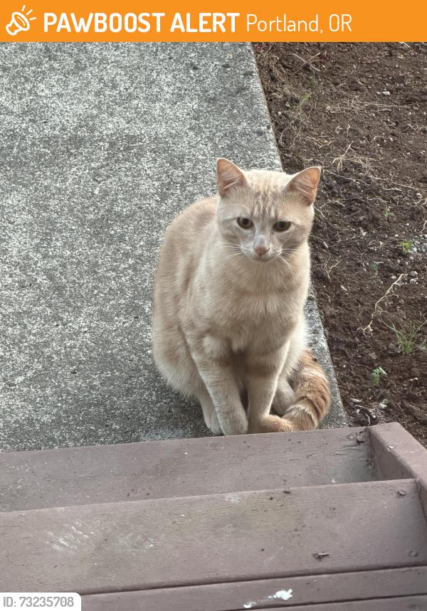 Found/Stray Male Cat last seen 162nd and Henderson wsy, Portland, OR 97236