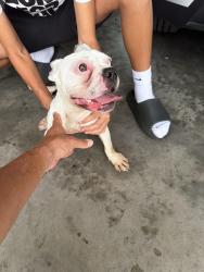 Reunited Male Dog last seen Near Hoover St, Spring Hill, FL 34608, USA, Spring Hill, FL 34608