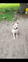 Reunited Male Dog last seen Near se hwy 42, Weirsdale, FL 32195