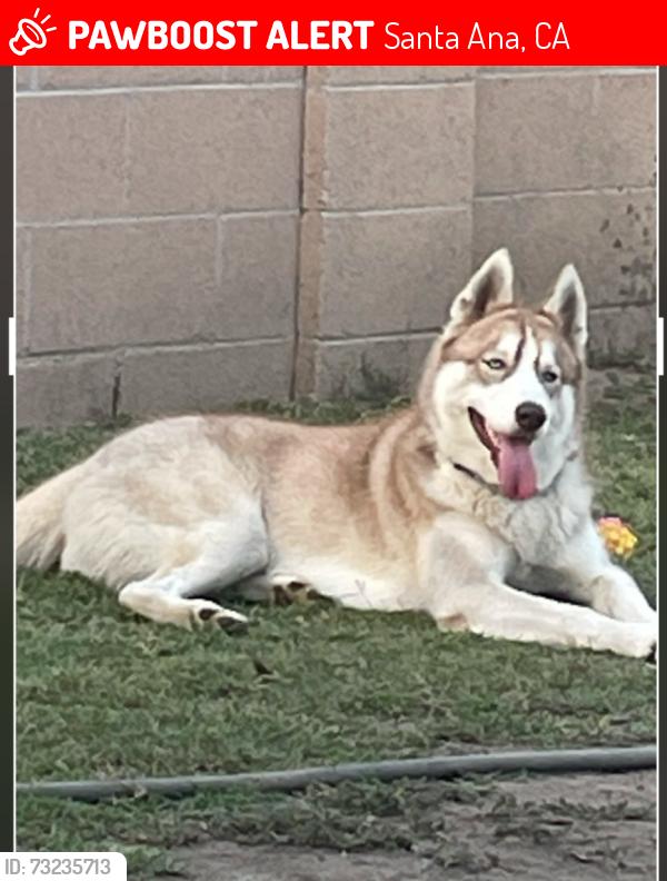 Lost Male Dog last seen Near s poplar st, Santa Ana, CA 92703