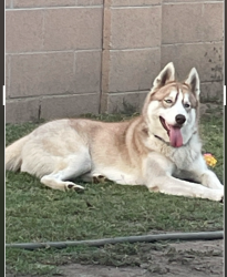 Lost Male Dog last seen Near s poplar st, Santa Ana, CA 92703