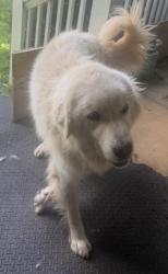 Shelter Stray Female Dog last seen Near Philadelphia Church Rd, County/Unicorporated, NC, 1491 Business Park Ct, Gastonia, NC 28052, USA