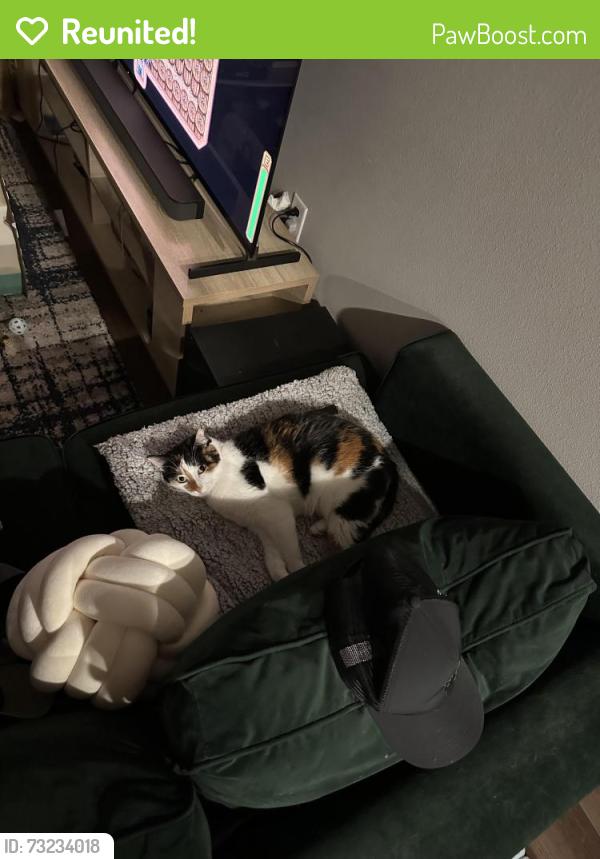 Reunited Female Cat last seen Taylor Lake, Seabrook, TX 77568