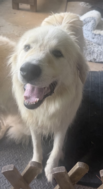 Shelter Stray Female Dog last seen Near Philadelphia Church Rd, County/Unicorporated, NC, 1491 Business Park Ct, Gastonia, NC 28052, USA