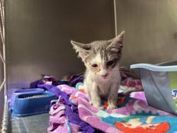 Shelter Stray Female Cat last seen 94th Ave, Oakland, CA, 1101 29th Ave, Oakland, CA 94601, USA