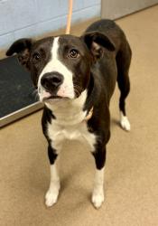 Shelter Stray Female Dog last seen Near Thornwoode Ln, 30083, GA, 3280 Chamblee Dunwoody Rd, Chamblee, GA 30341, USA