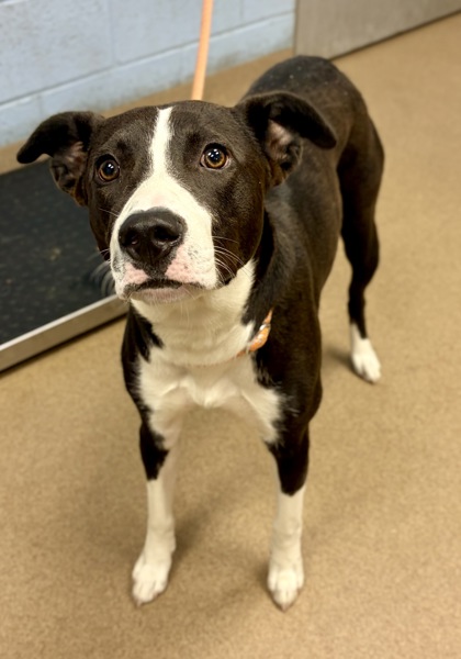 Shelter Stray Female Dog last seen Near Thornwoode Ln, 30083, GA, 3280 Chamblee Dunwoody Rd, Chamblee, GA 30341, USA