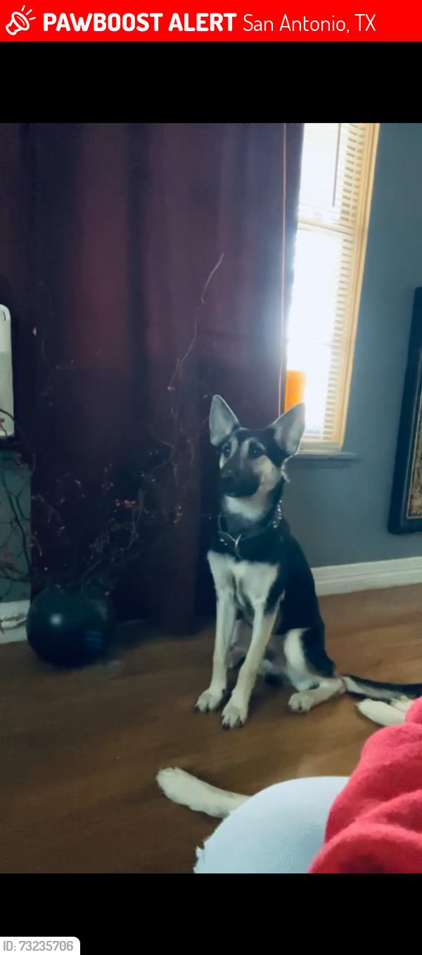 Lost Male Dog last seen 36th and Woodlawn, San Antonio, TX 78228