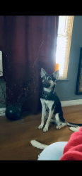 Lost Male Dog last seen 36th and Woodlawn, San Antonio, TX 78228