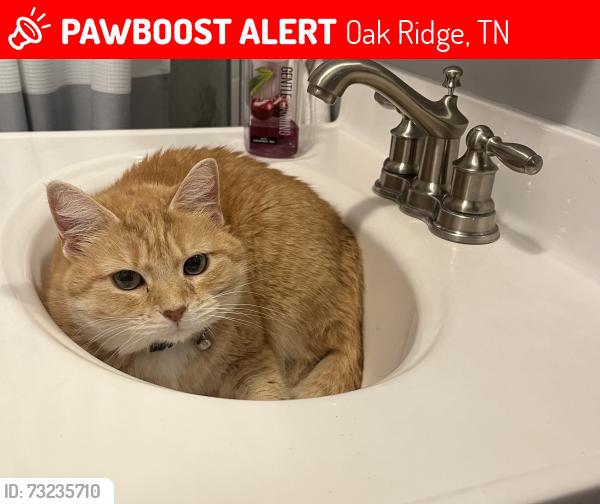 Lost Female Cat last seen Georgia Avenue, Oak Ridge, TN 37830