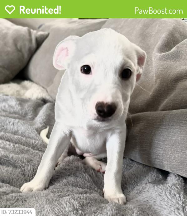 Reunited Female Dog last seen Near Smooth Rock Falls Dr, Spring, TX 77379, USA, Spring, TX 77379