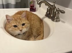 Lost Female Cat last seen Georgia Avenue, Oak Ridge, TN 37830