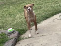 Found/Stray Female Dog last seen del aire place & sooner road in front of tinker air force base. between the once & 7-11, Del City, OK 73115