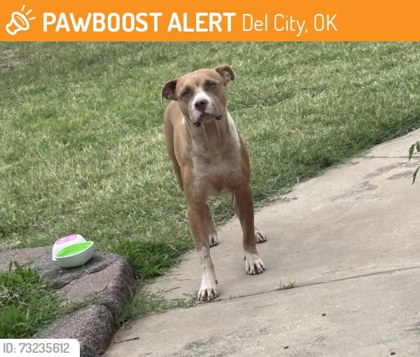 Found/Stray Female Dog last seen del aire place & sooner road in front of tinker air force base. between the once & 7-11, Del City, OK 73115