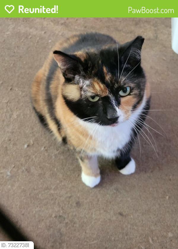 Reunited Female Cat last seen Forest Hill rd & Sun Valley Dr, Leola, PA 17540