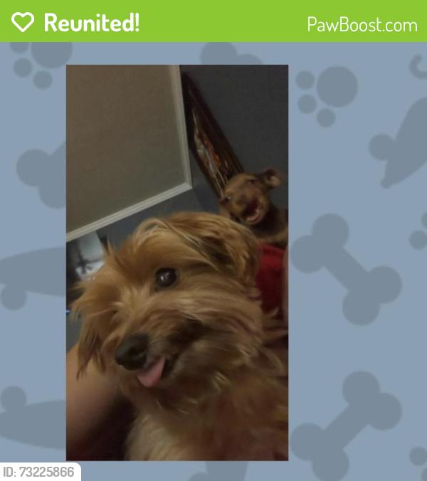 Reunited Male Dog last seen Near Woodland Park Dr, Houston, TX 77082, USA, Houston, TX 77082