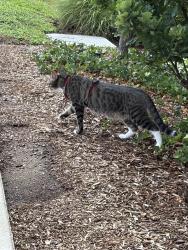 Found/Stray Unknown Cat last seen The W, London, ON N6G 5G8