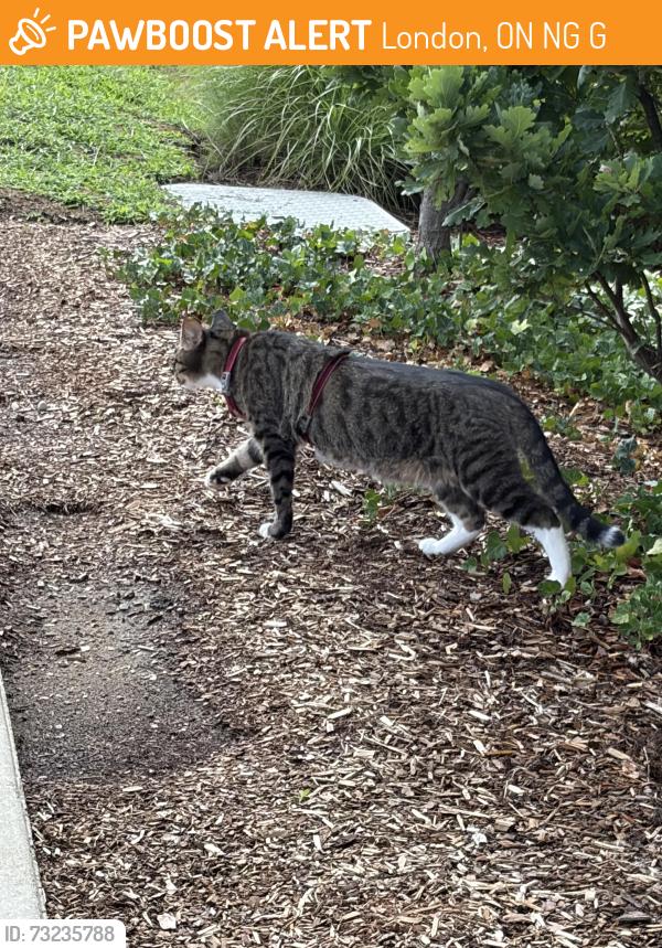 Found/Stray Unknown Cat last seen The W, London, ON N6G 5G8