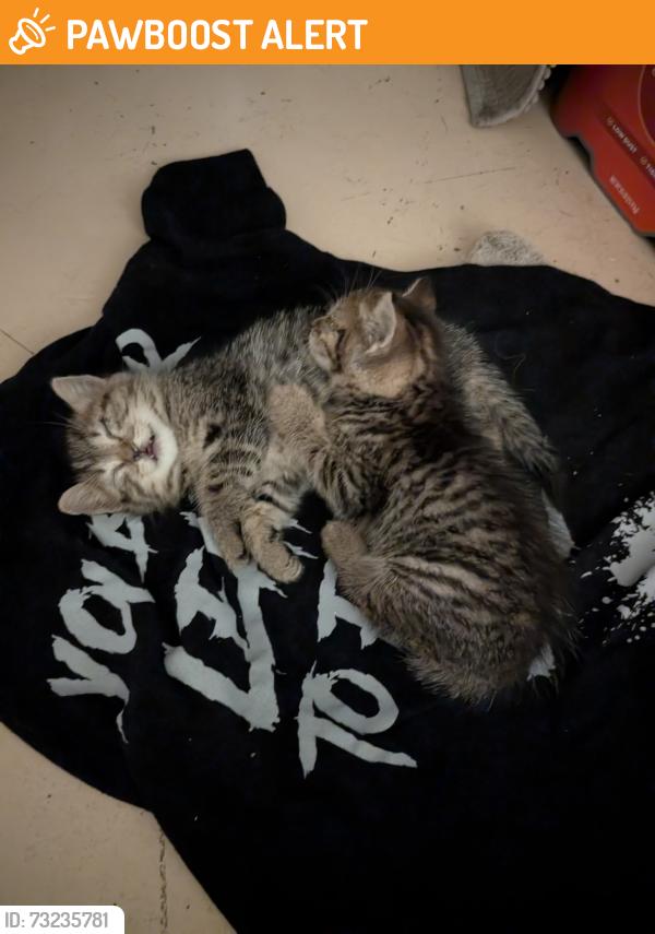 Rehomed Male Cat last seen Near Kerry rd, West Pennsboro Township, PA 17015