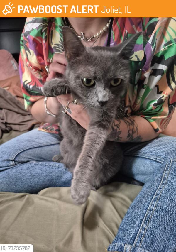 Found/Stray Female Cat last seen Center and Ross, Joliet, IL 60435