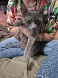 Found/Stray Female Cat last seen Center and Ross, Joliet, IL 60435