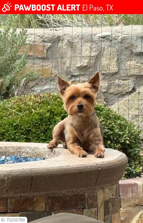 Lost Male Dog last seen Stanton, El Paso, TX 79912