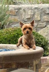 Lost Male Dog last seen Stanton, El Paso, TX 79912