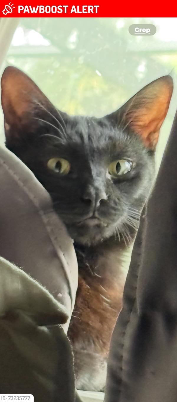 Lost Female Cat last seen Jax Bch near 5th Ave N and 19th St./20th St N, Jacksonville Beach, FL 32250