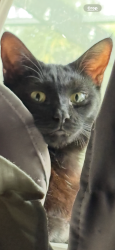 Lost Female Cat last seen Jax Bch near 5th Ave N and 19th St./20th St N, Jacksonville Beach, FL 32250